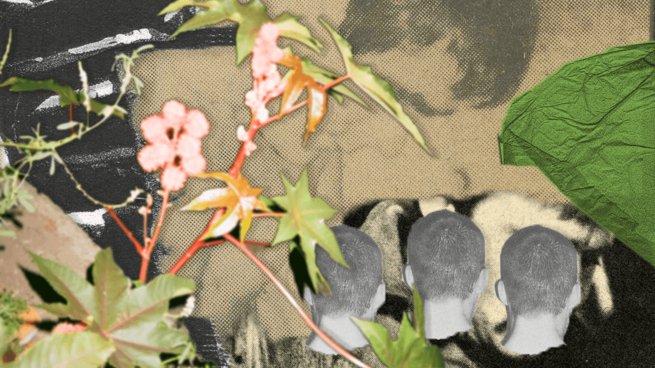 Collage of cotton plants with pink flowers, four heads from behind, and faded sepia tones.
